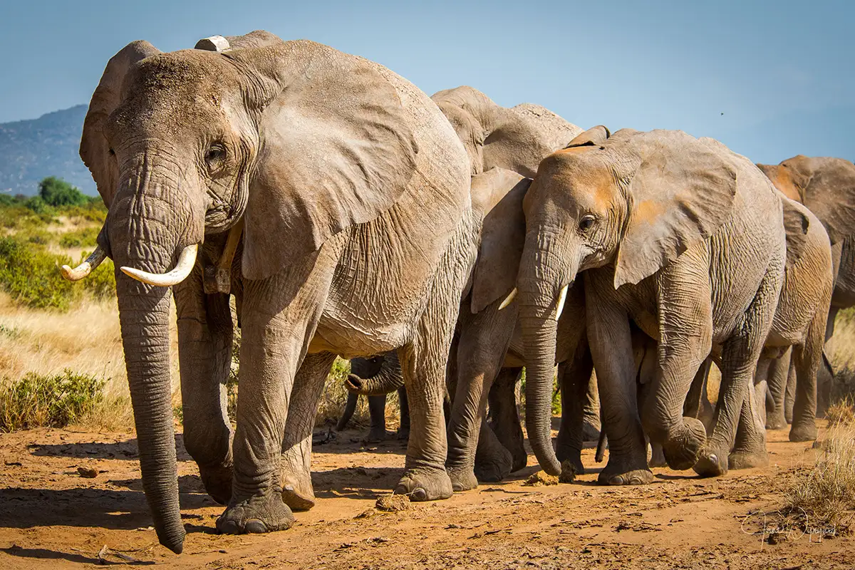 12 African Elephant You Need To Know Read Now